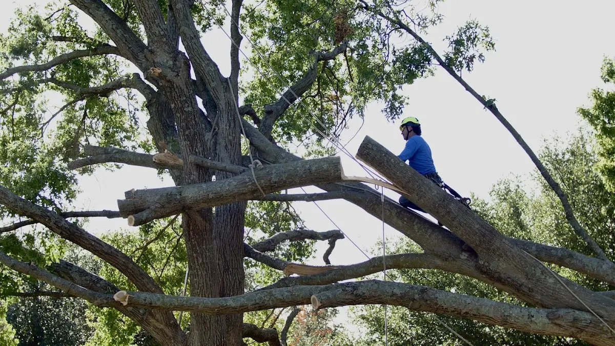 Professional Crown Thinning performed by certified arborists in Lone Wolf